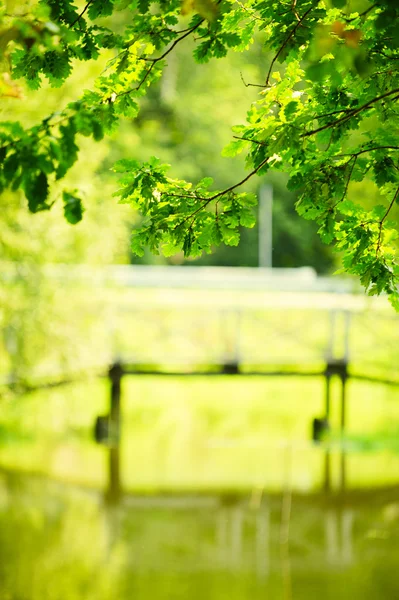 Weergave van zomer groen park — Stockfoto