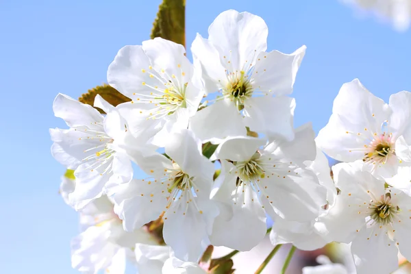 Stock image Cherry Blossom