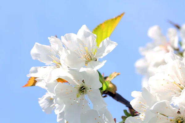 Stock image Cherry Blossom