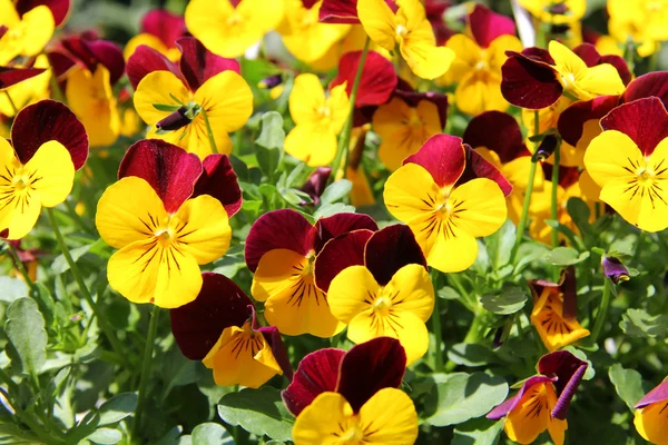 stock image Pansy flower