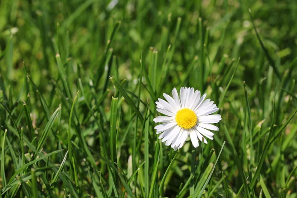 Margarida branca na grama — Fotografia de Stock