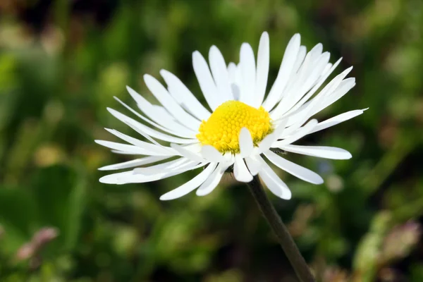 Fiore margherita bianco — Foto Stock