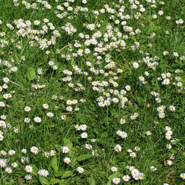 White Daisy field — Stock Photo, Image