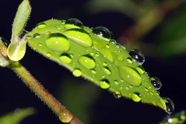 Leaf with rain drops — Stock Photo, Image
