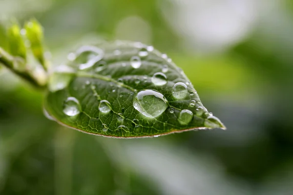 Leaf with rain drops — Stock Photo, Image