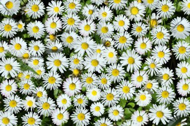 White daisy background clipart