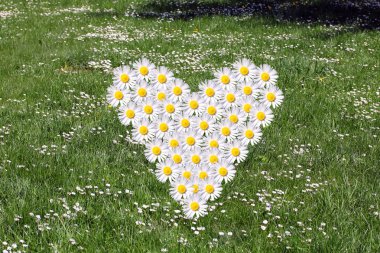 White Daisy field-heart clipart