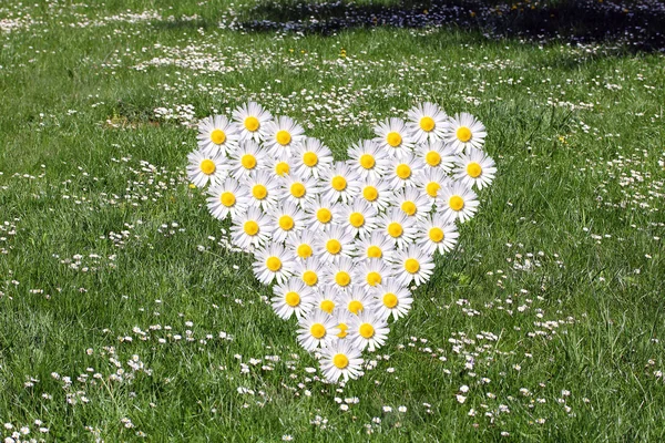 Stock image White Daisy field-heart