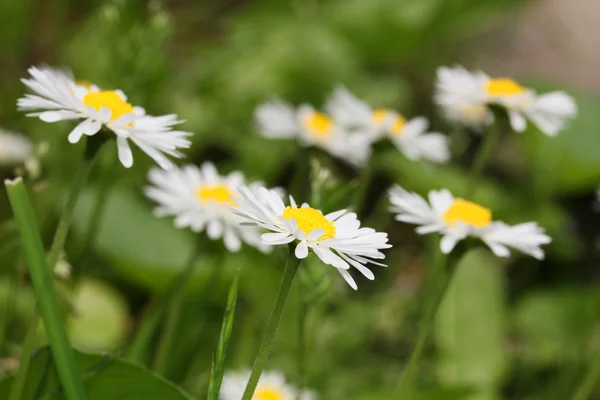 흰 데이지 꽃 — 스톡 사진