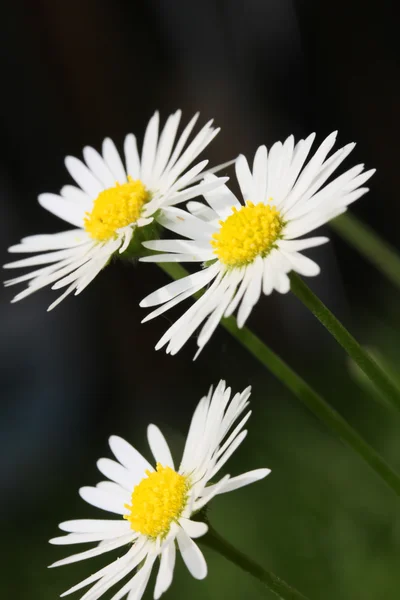Bílá květinka sedmikráska — Stock fotografie