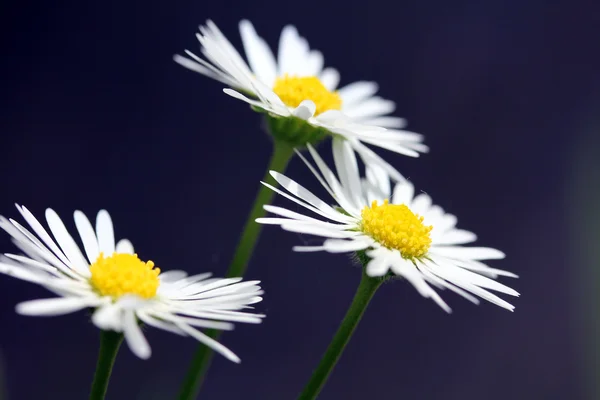 흰 데이지 꽃 — 스톡 사진