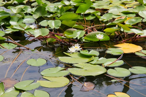 Water Lily — Stock Photo, Image