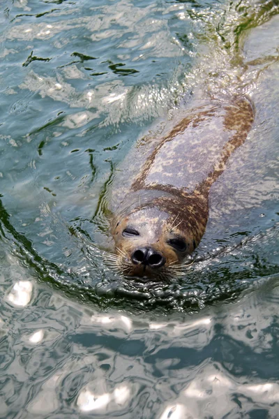 Тюлень у воді Стокове Фото