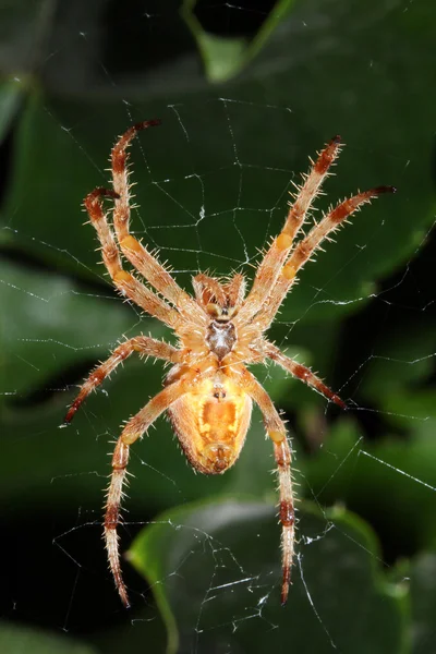 Çapraz örümcek — Stok fotoğraf