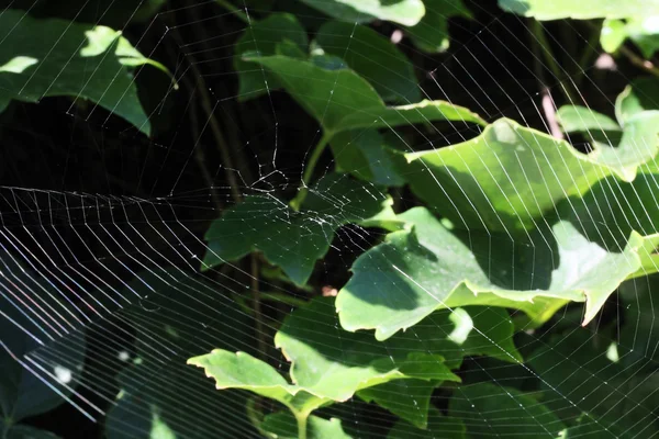 Rede de aranha — Fotografia de Stock