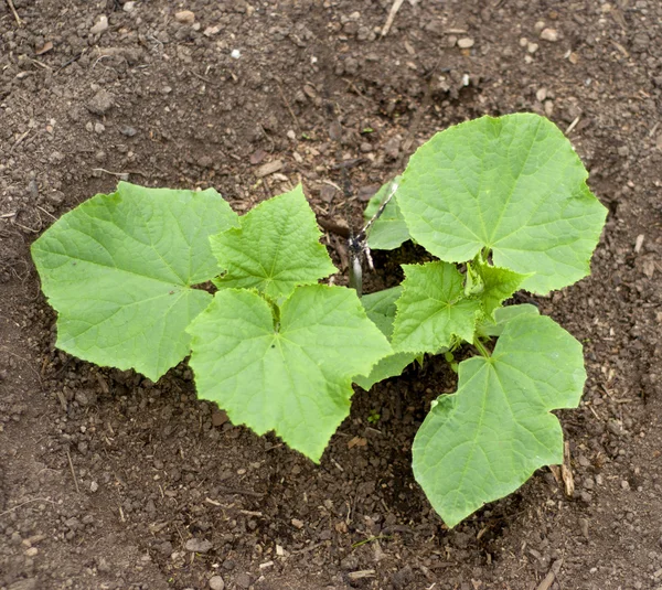 Cucumber plant — Stock Photo, Image
