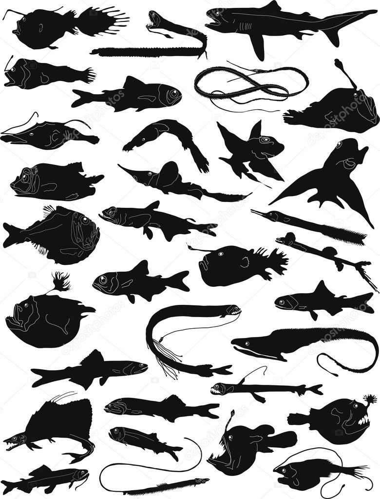 Collection Of Silhouettes Of Deep Water Fishes Stock Vector Royalty Free Vector Image By C Marianna
