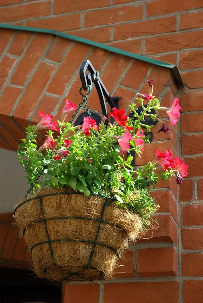 stock image Petunia hanging cache-pot