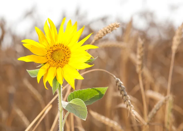 Sunflower and wheat Stock Photo