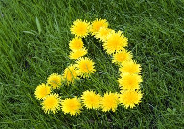 Dandelions kalp
