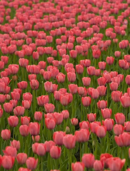 stock image Beautiful Red Tulips.