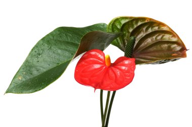 Anthurium makro