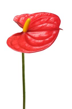 Anthurium beyaz makro üzerinde