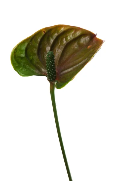 Anthurium közelről밀 밀기 울 흰색 배경에 고립의 더미 — Stock Fotó