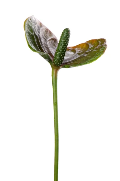 Anthurium fehér közelről — Stock Fotó