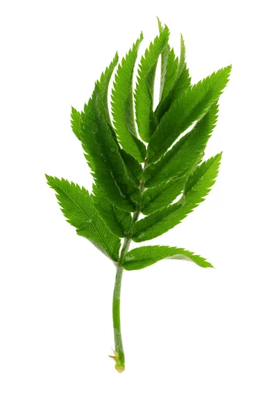 Leaf tree — Stock Photo, Image