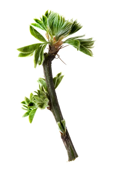 Leaf tree on white — Stock Photo, Image