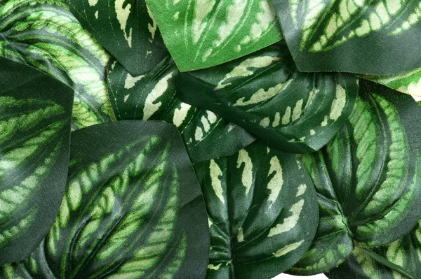 Plastic leaf house plant close up — Stock Photo, Image
