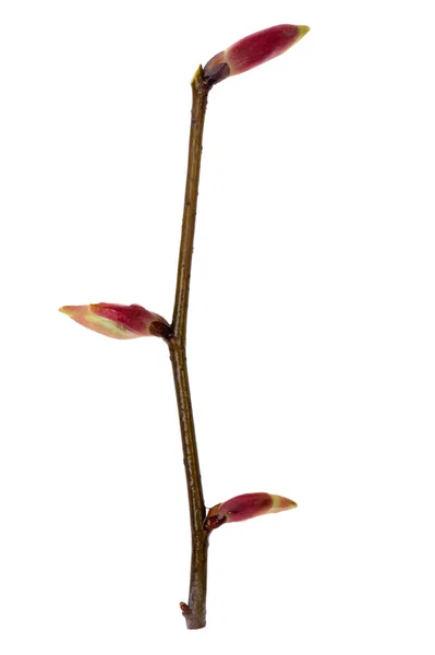 芽的枝条 — 图库照片