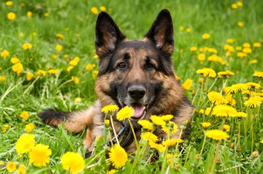 herder op de weide close-up