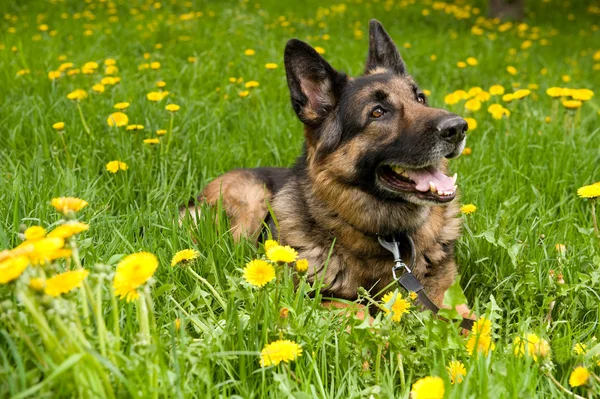 German Shepherd with dandelions — Stock Photo, Image