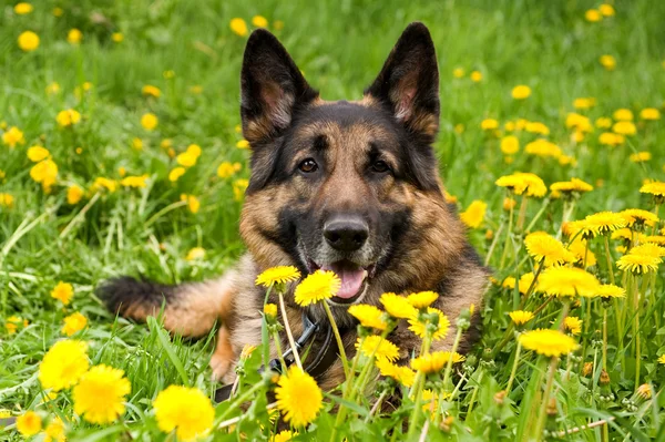 Shepherd on the meadow close up — Stock Photo, Image