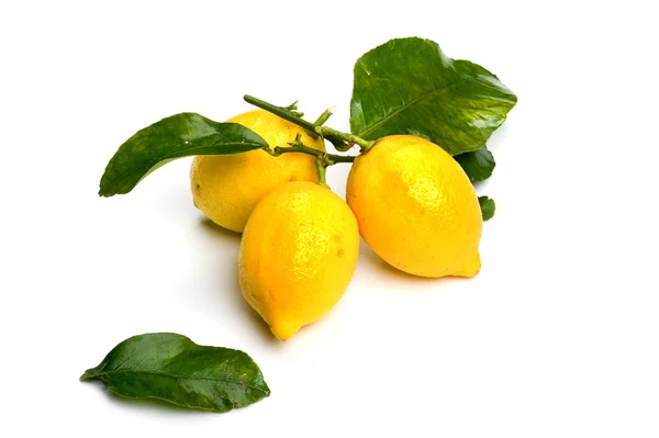 Üç beyaz üzerinde limon — Stok fotoğraf