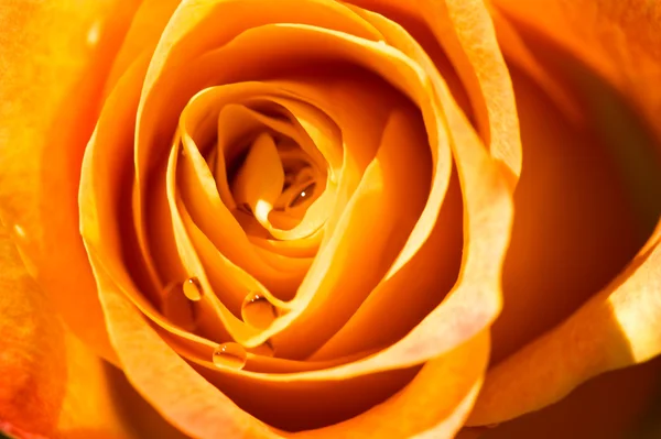 Rose close up — Stock Photo, Image