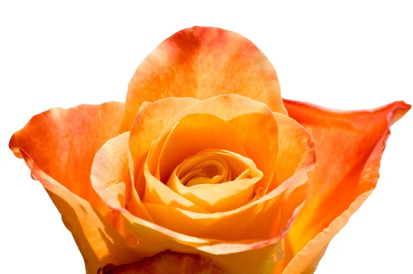 Rose on white macro — Stock Photo, Image