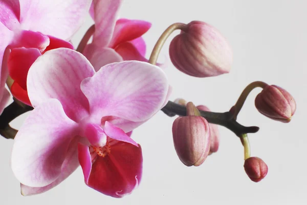 Beyaz zemin üzerinde güzel pembe orkide — Stok fotoğraf