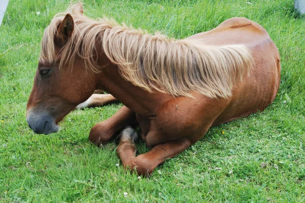 Bruin paard liggend — Stockfoto