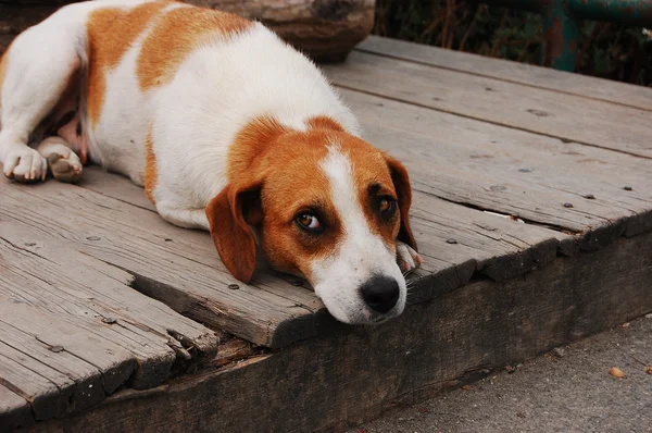 Неправдивий сумний бродячий собака — стокове фото