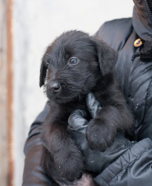 Dev schnauzer küçük bir köpek yavrusu var