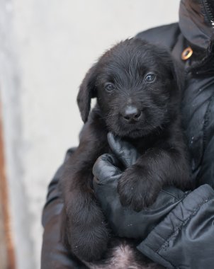 Dev schnauzer küçük bir köpek yavrusu var