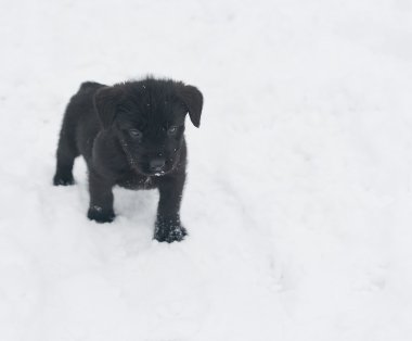 siyah köpek yavrusu schnauzer