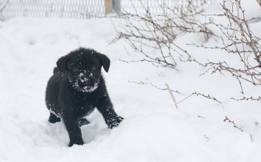 siyah köpek yavrusu schnauzer