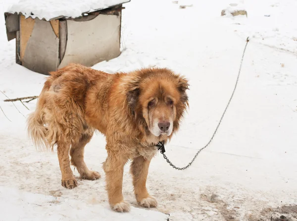 bekçi köpeği