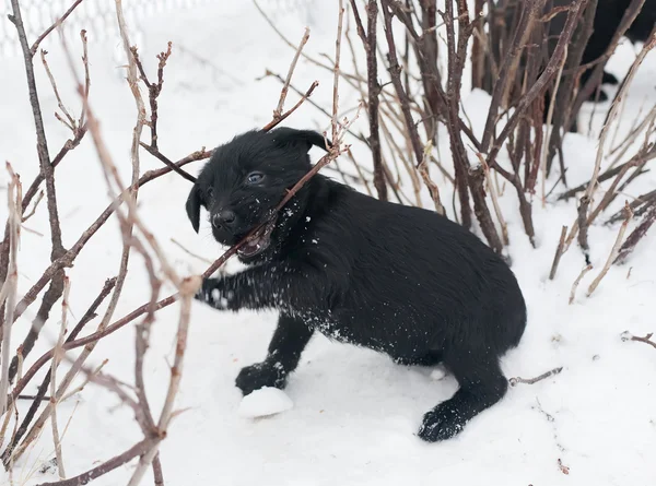 Чёрный щенок шнауцер — стоковое фото