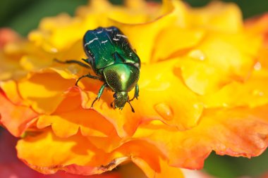 Rose chafer on yellow flowers clipart