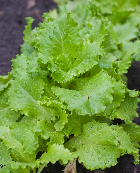 Fresh lettuce in the garden — Stock Photo, Image
